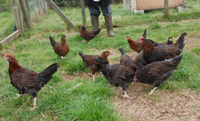 A flock of free-range chickens