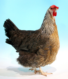 Silver Grey Dorking hen
