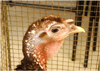 Bourbon Red hen turkey