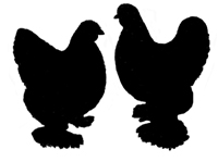 Brahma