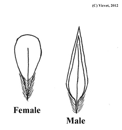 Sexing chickens by feather shape