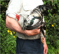 Correct way to handle a chicken