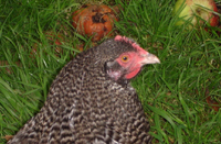 Healthy head, Marans bantam hen