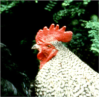 Healthy head with correct beak shape