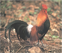 Red Jungle Fowl