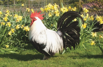 Silver Grey Dorking male
