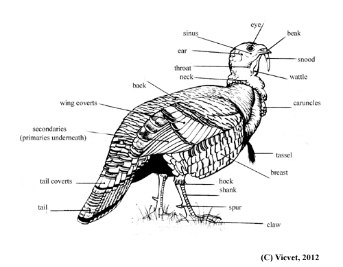 Turkey external anatomy